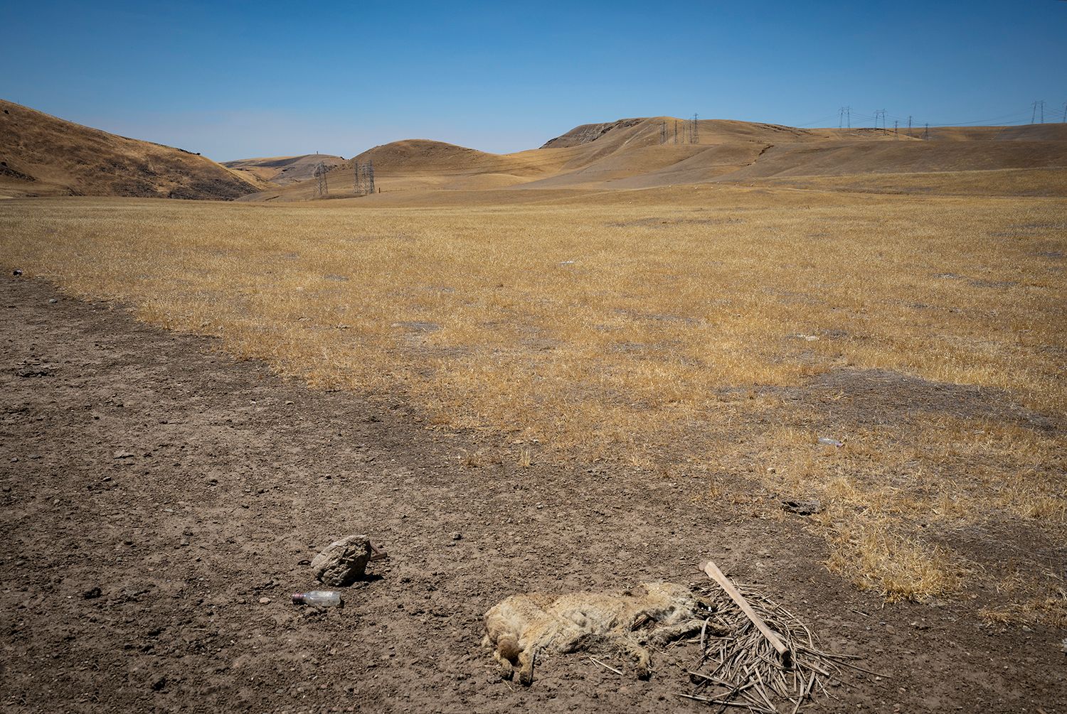 Coyote Scape
