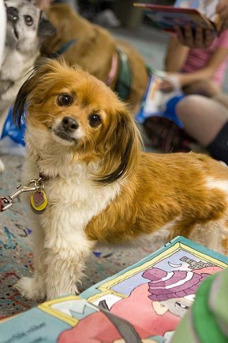 Tucson dog portrait photography