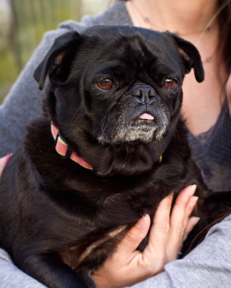 Tucson dog portrait photography