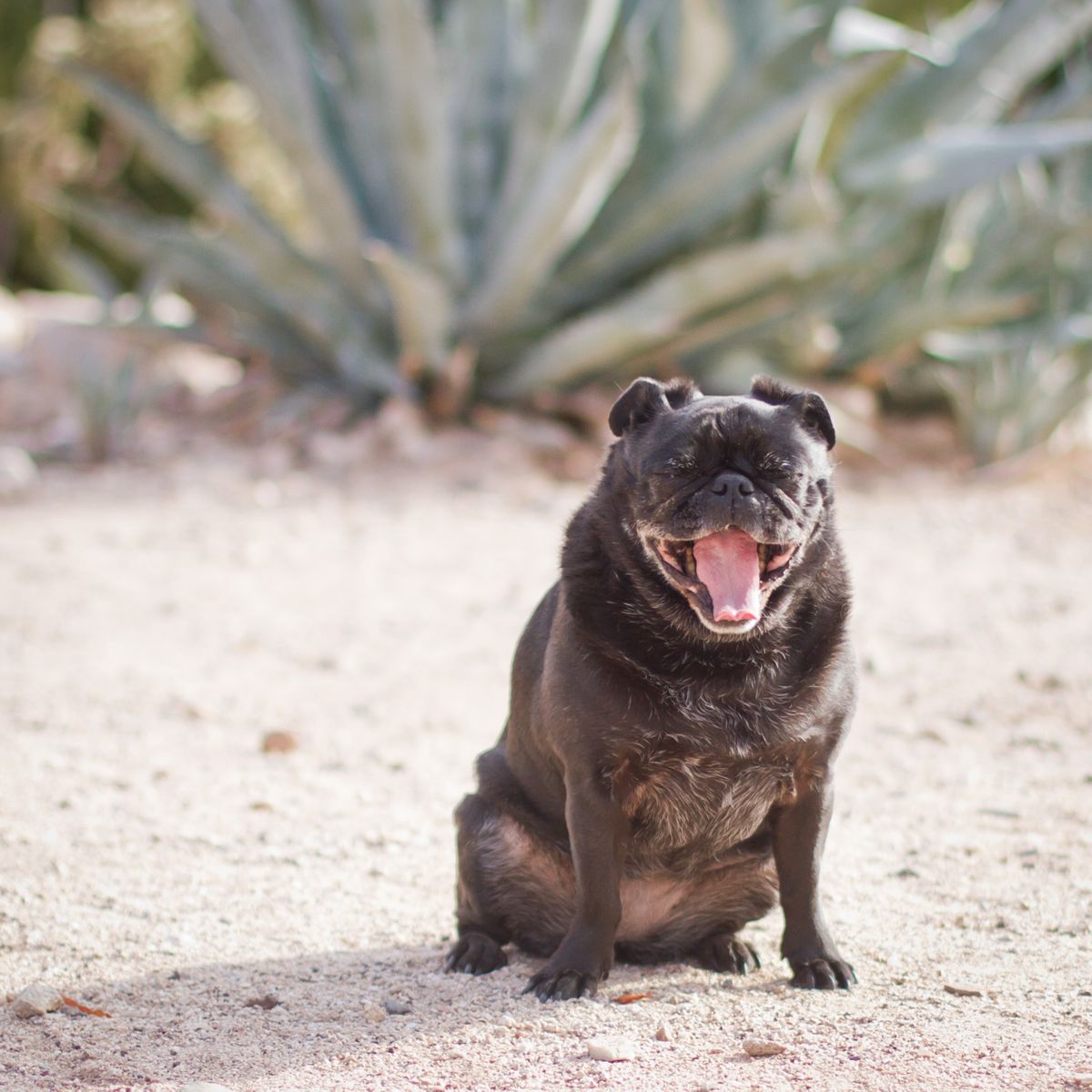 Tucson dog portrait photography