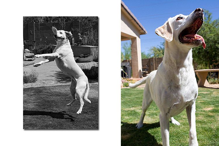 Tucson dog portrait photography
