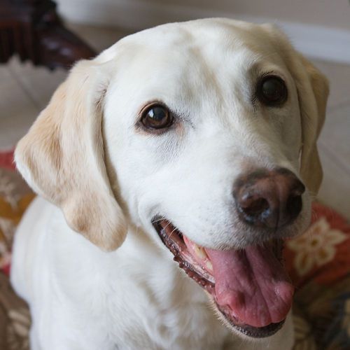 Tucson dog portrait photography