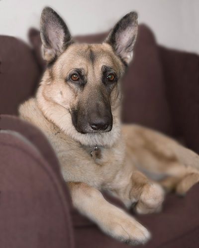 Tucson dog portrait photography