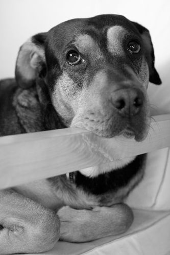 Tucson dog portrait photography