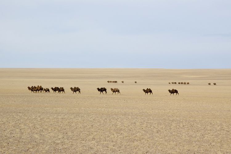 Gobi Desert, Mongolia