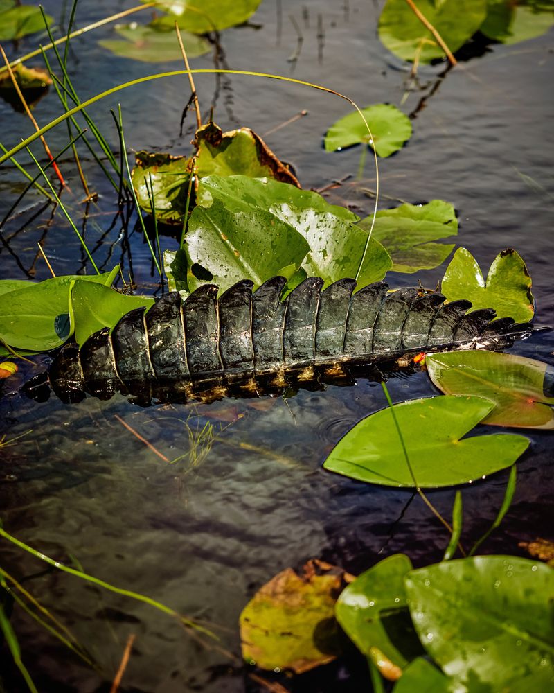SM_SM_MICCOSUKEE-SITE_001.JPG