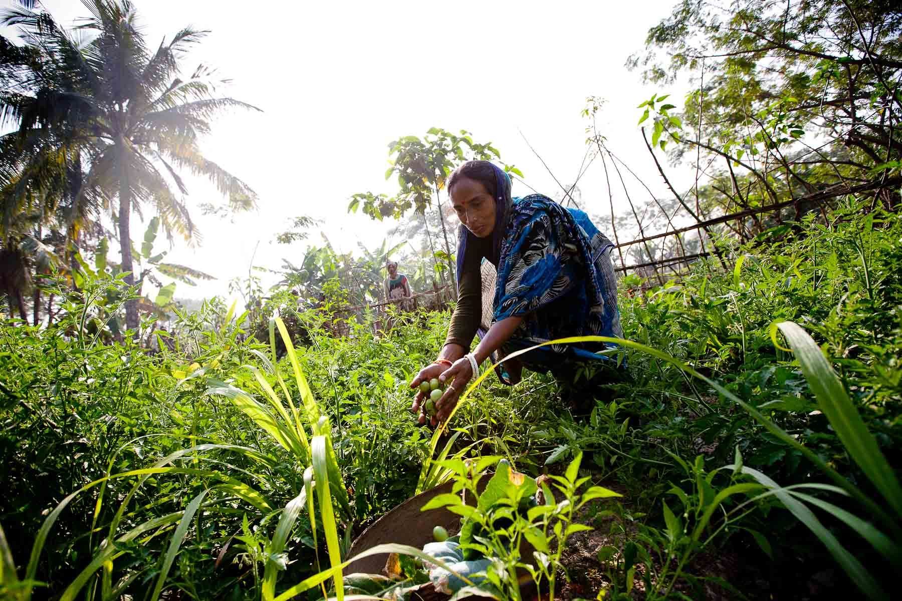 Life and Livelihood, Bashbunia Village, Bangladesh