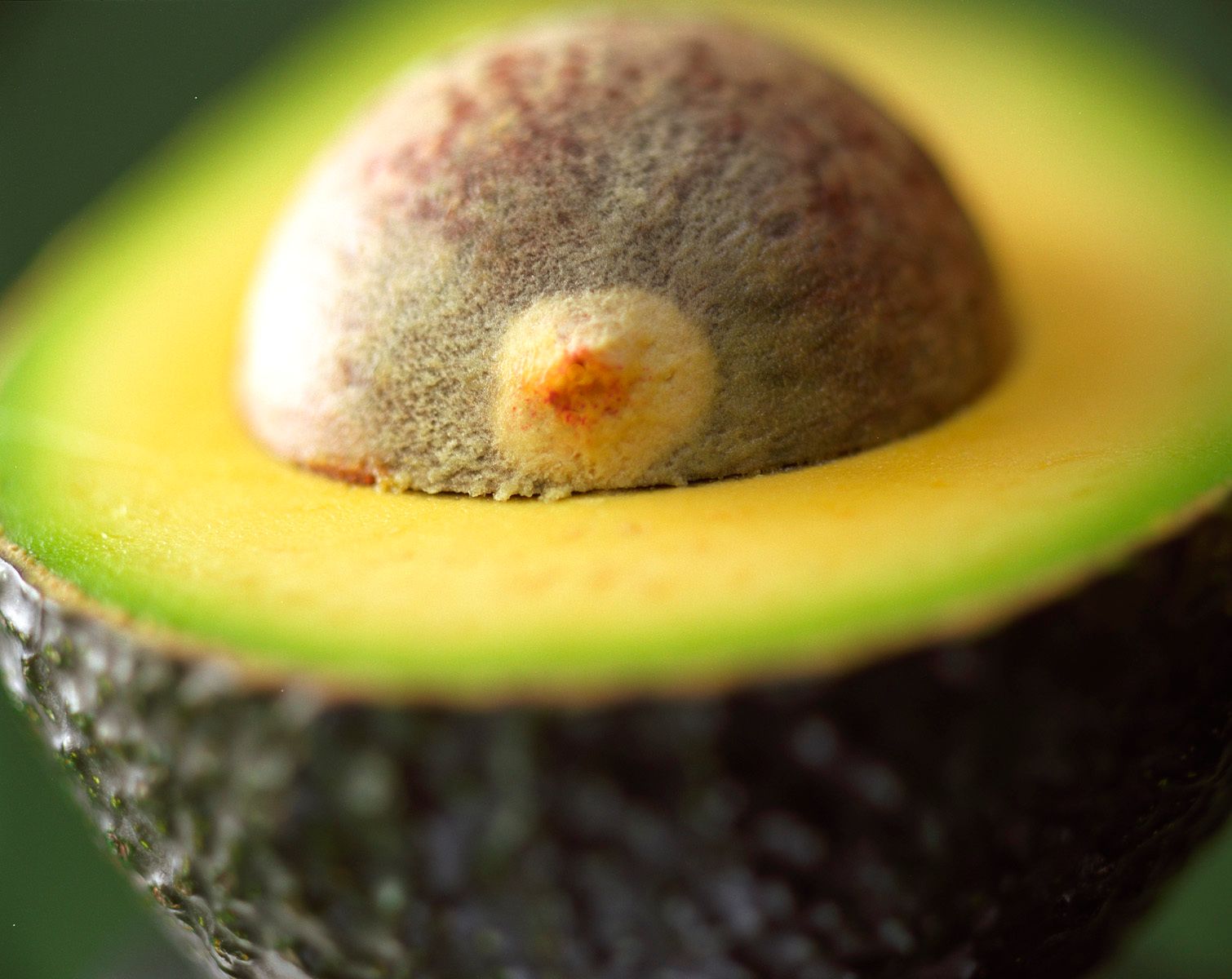 Avacado