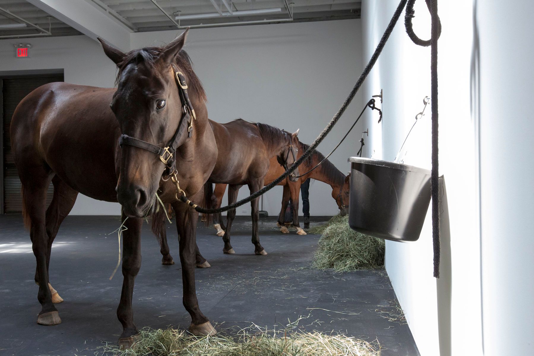 12 horses, Jannis Kounellis, detail