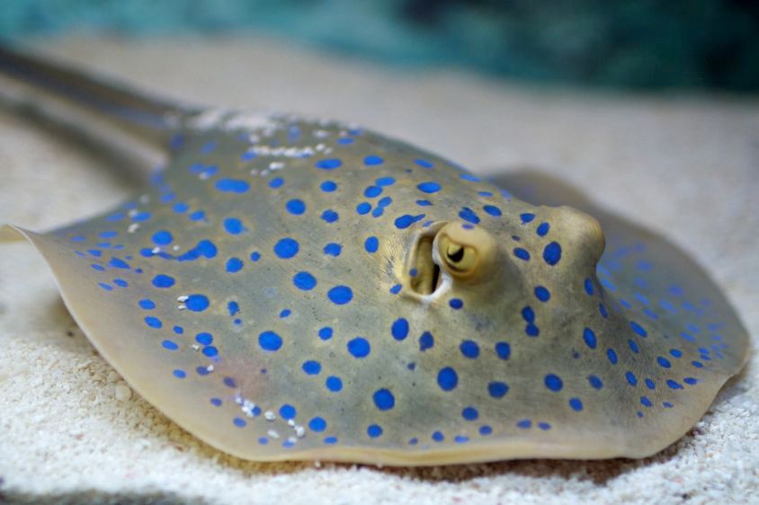 1Blue_Spotted_Stingray__Shanghai_Aquarium_2