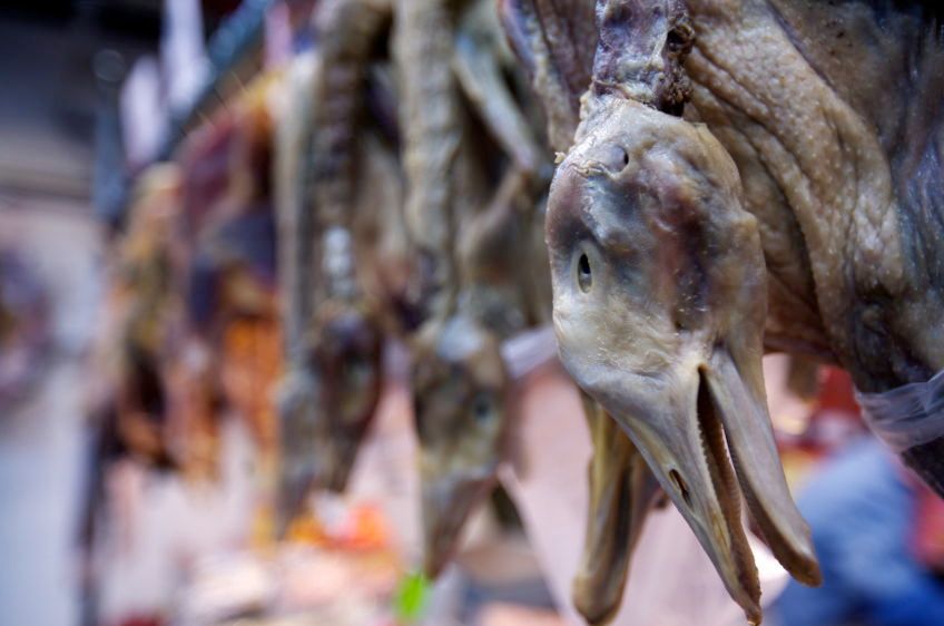 1Duck_on_East_Nanjing_Road_2