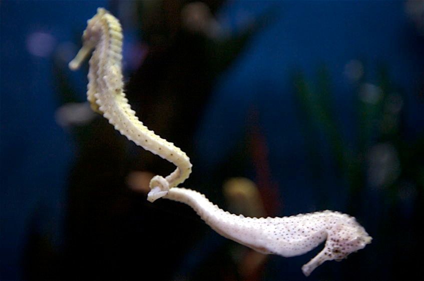 1Two_Sea_Horses_possibly_mating_2