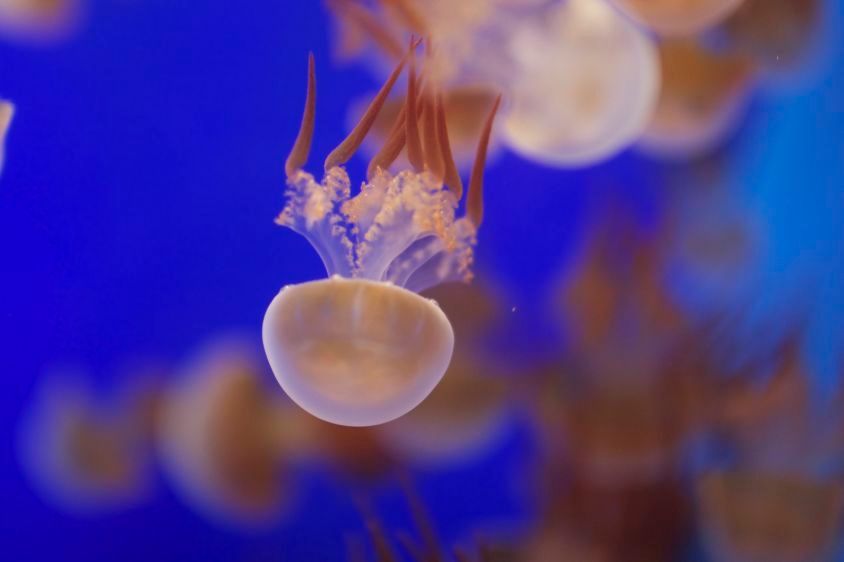 1Jellyfish_going_downwards_2