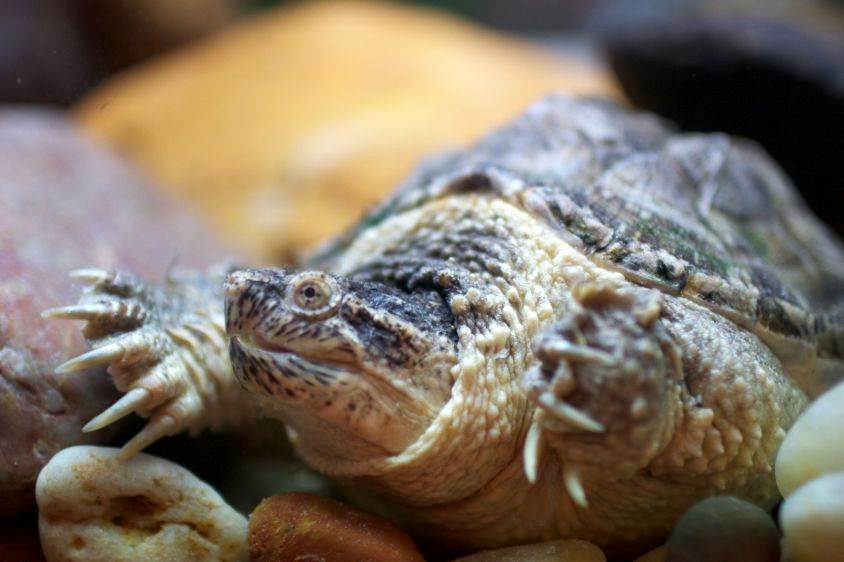 1Sea_Turtle__Shanghai_Aquarium_2