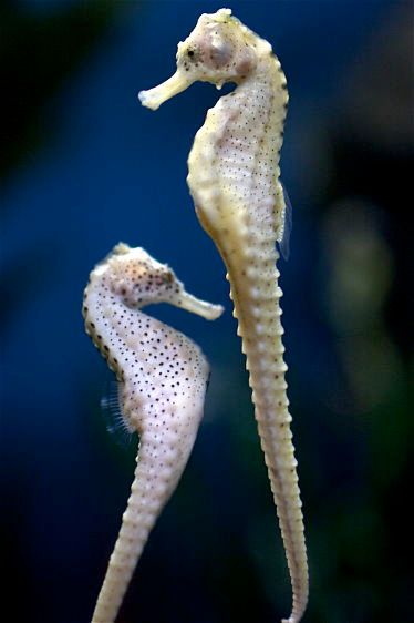 1Sea_Horses__Shanghai_Aquarium_2