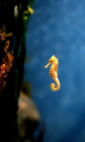 1Lonely_Sea_Horse_2