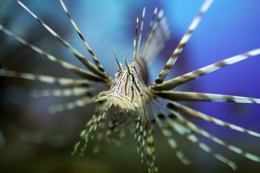 1Lionfish_at_the_Shanghai_Aquarium_2