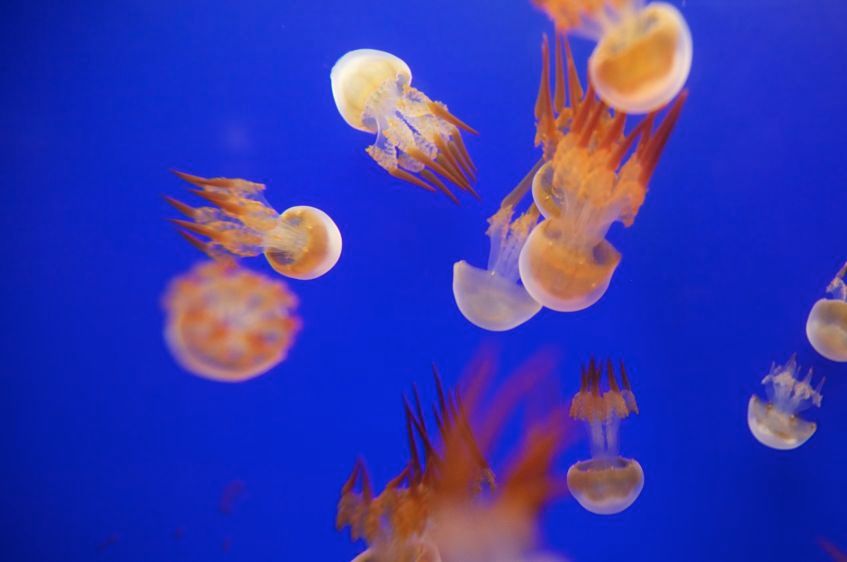 1Jellyfish_at_the_Shanghai_Aquarium_2