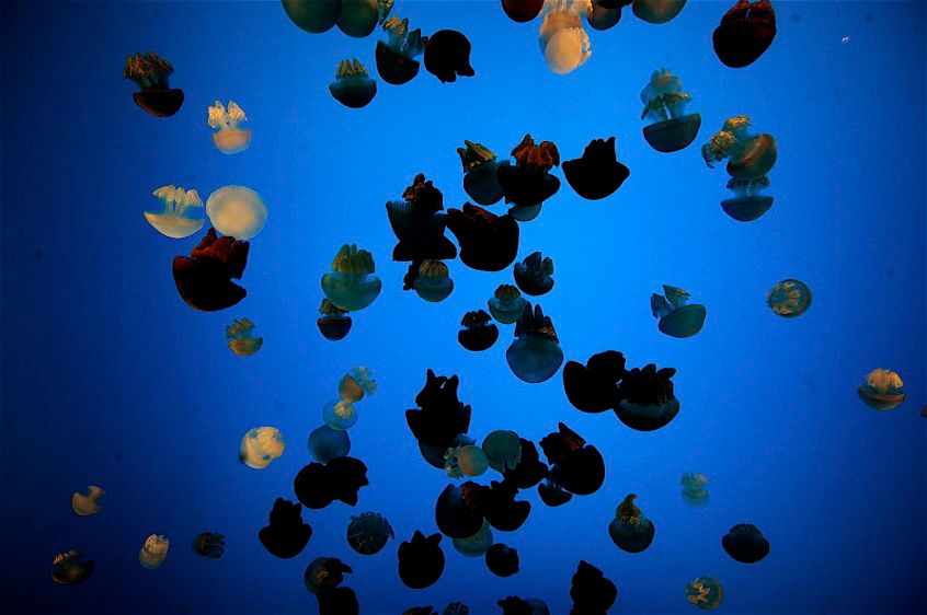 1Sea_of_Jellyfish_2