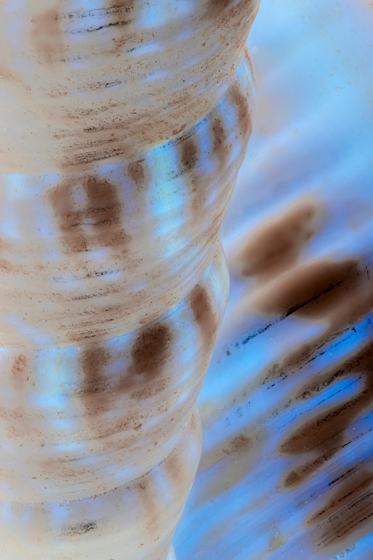 ©Christin Paige Minnotte-2022-03-09 14-29-40 (B,Radius8,Smoothing4)-Edit.jpg