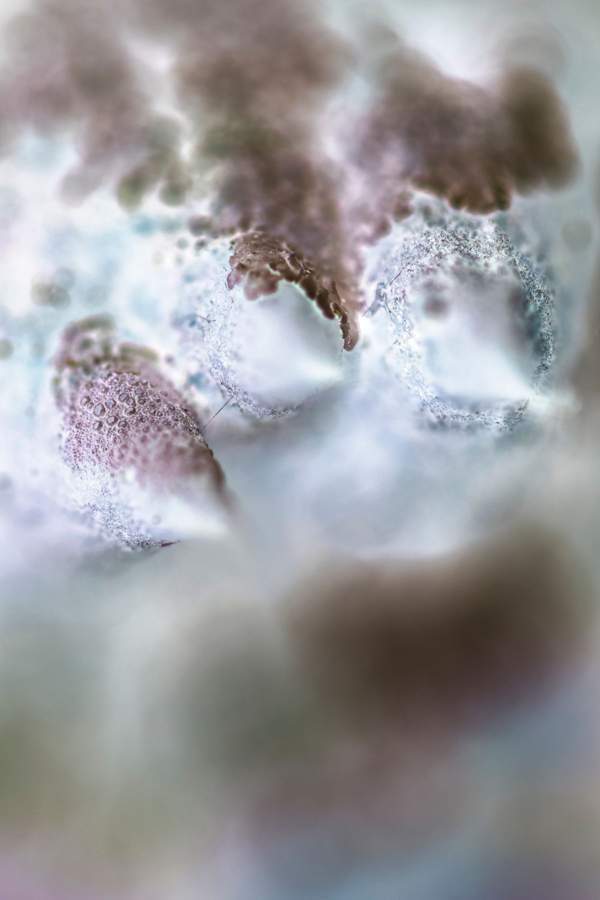 silk floss Christin Paige Minnotte_003.jpg