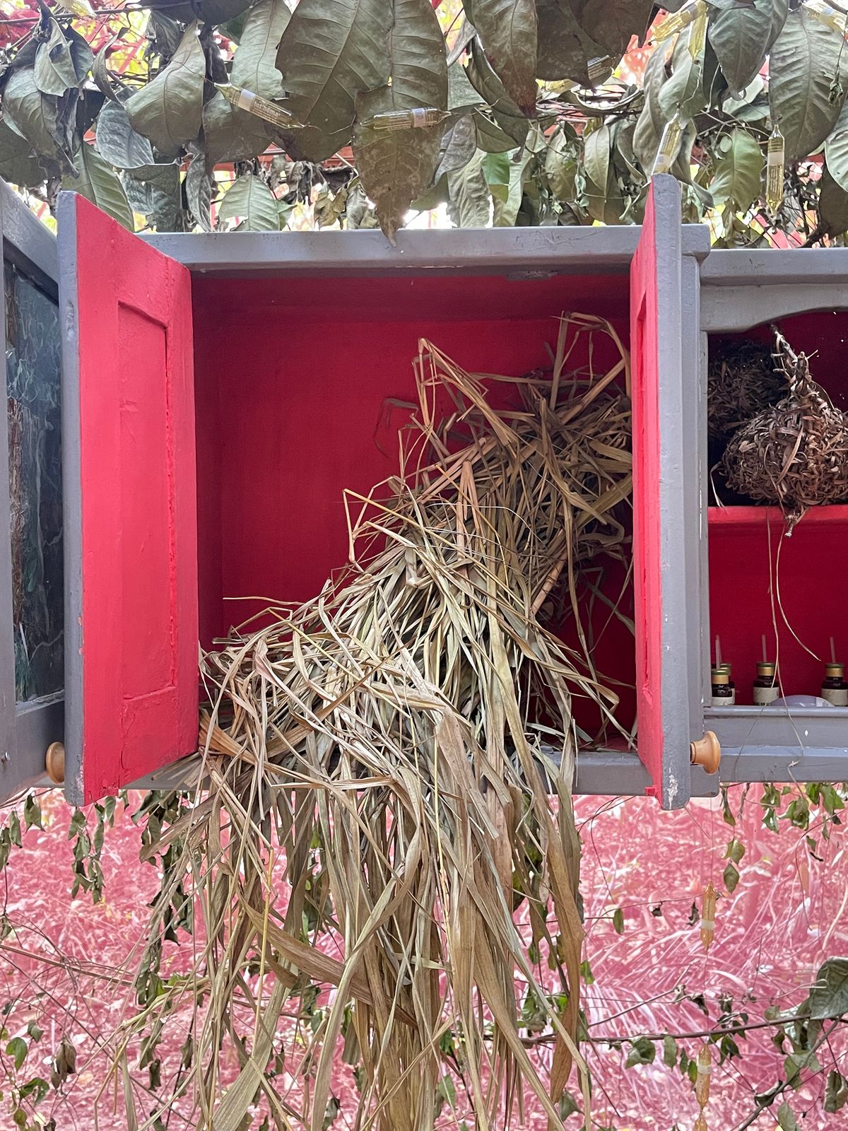 cabinet of curiosity detail with long grass, nests and medicine bottles