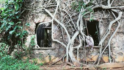 Yo, como la gameleira (video still).jpg