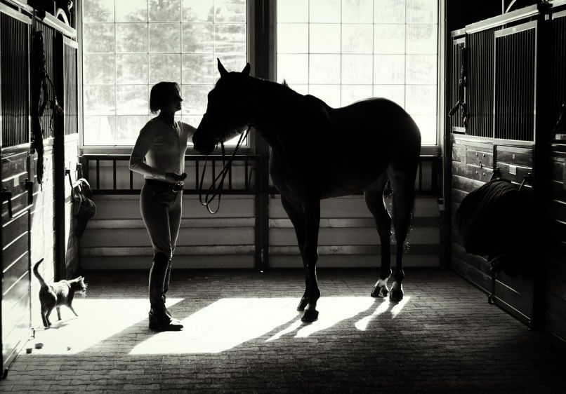 Equine Portraits