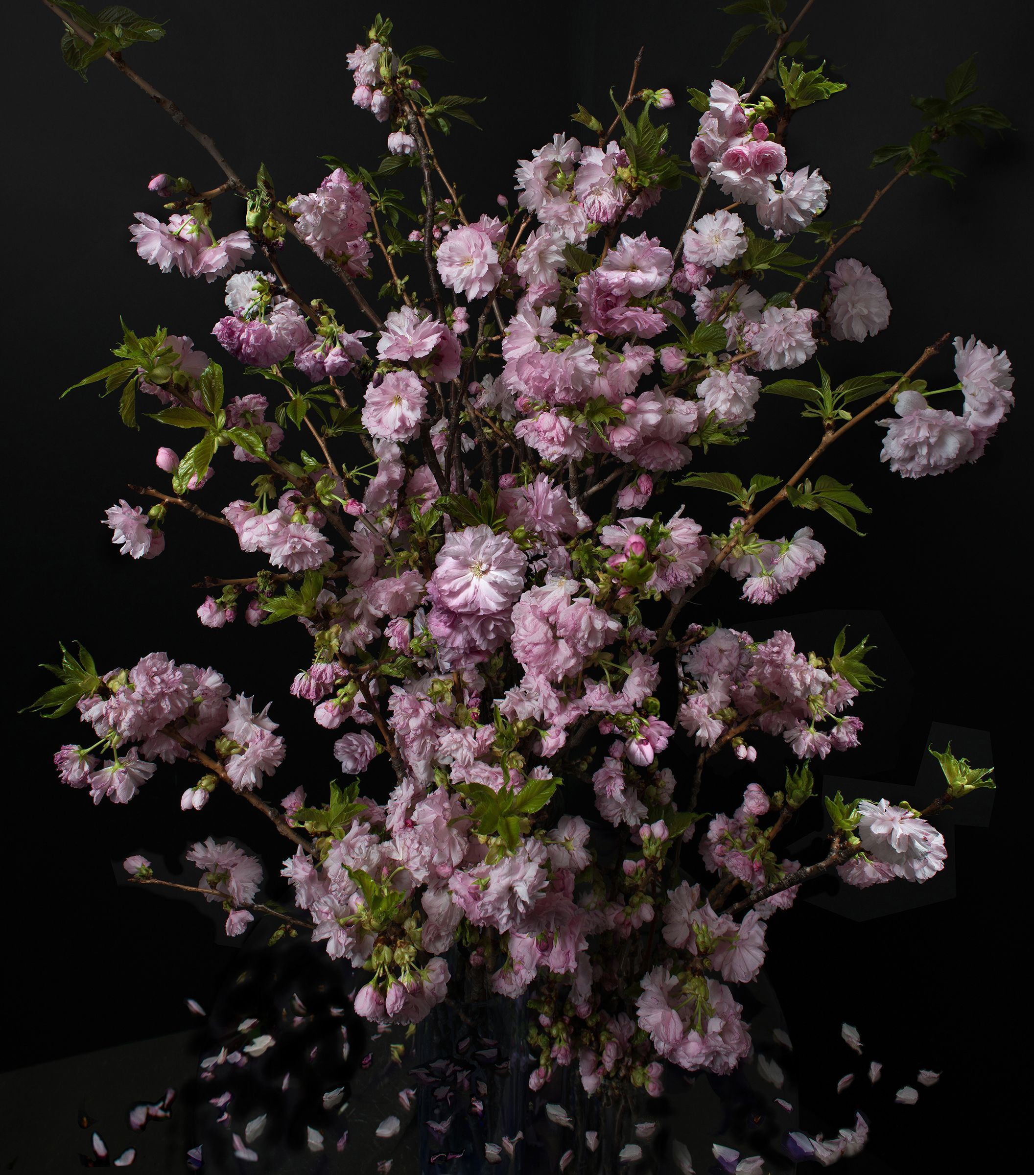 35 x 40 inches., edition of 7._ 44 x 50”, edition of 7.  Handmade Silvertone (layering of silver foil on print and lacquer on panel), braces to install. THE BLOSSOMS