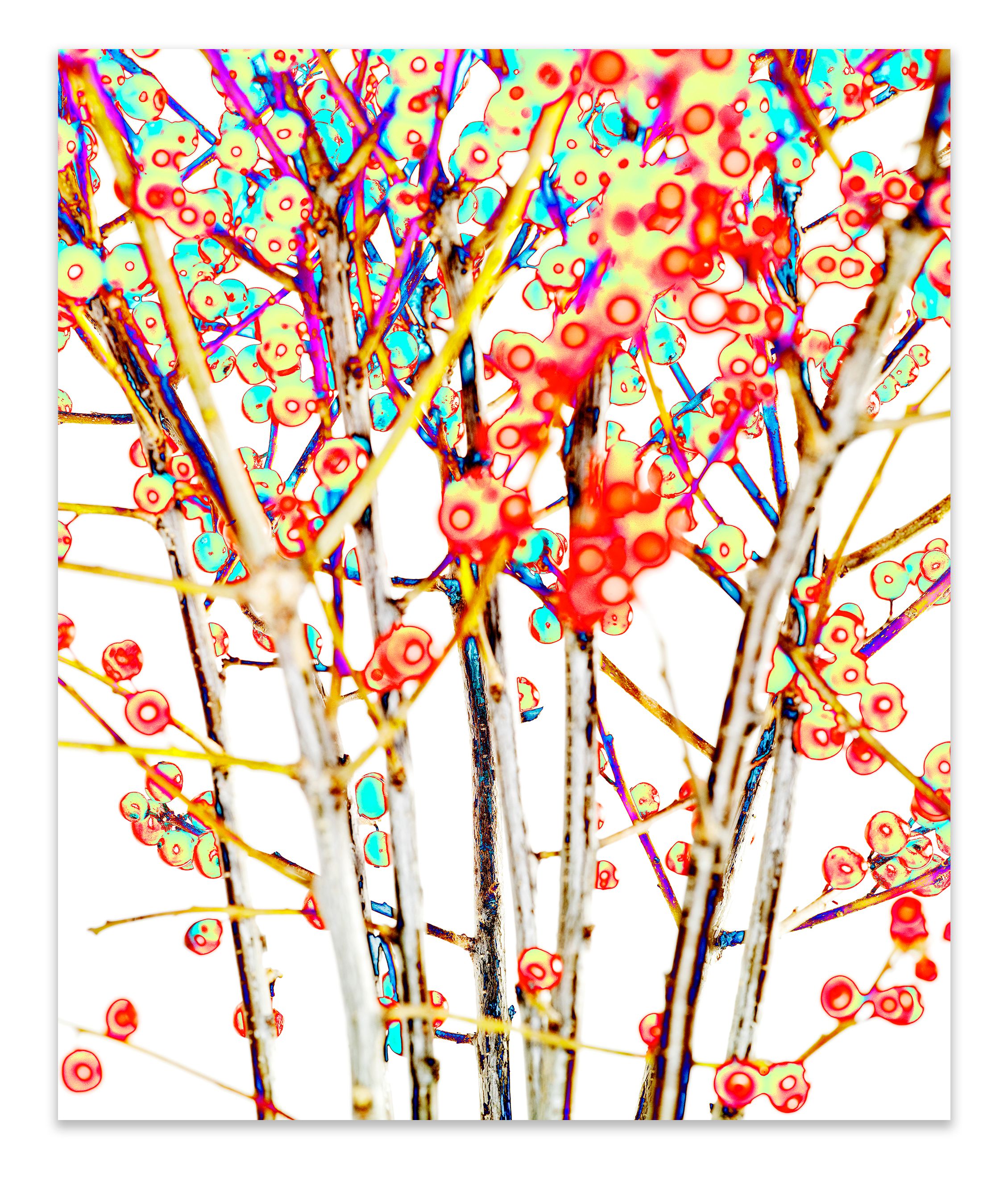 40 x 50". Edition of 7. C-print, Mounting and framing upon request.  RED DOT SOL