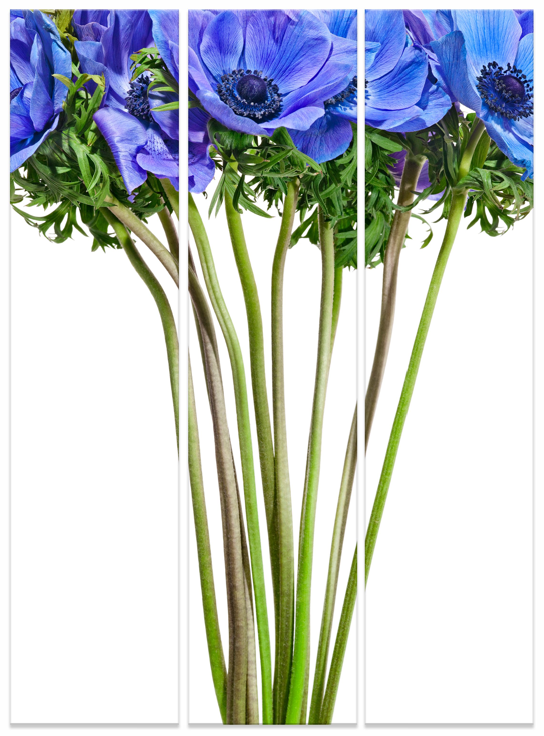 3 x (15.5 x 66 inches). total 49 x 66", edition of 7. _ 3 x (78 x 18.4”), total 78 x 57”, edition of 7. C-print. Mounting and framing upon request.  BLUE ANEMONUS  TRIPTYCH