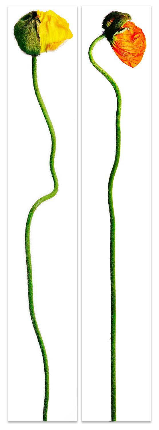 2  x (12 x 70 inches). Edition of 7. C-print, Mounting and framing upon request.  MATING POPPIES DUET