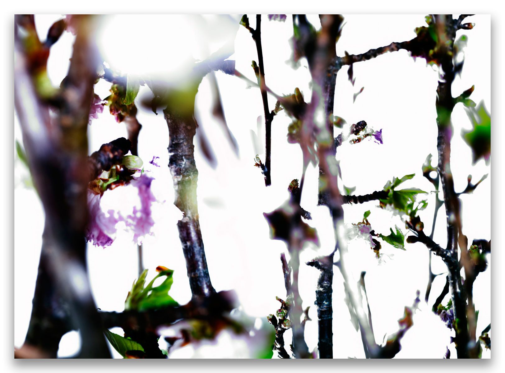 40 x 50". Edition of 7. C-print, Mounting and framing upon request.  GLOWING