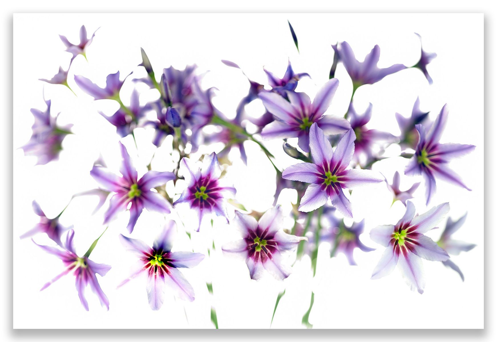 40 x 65". Edition of 7. C-print, Mounting and framing upon request.  CLEMATITES LONG