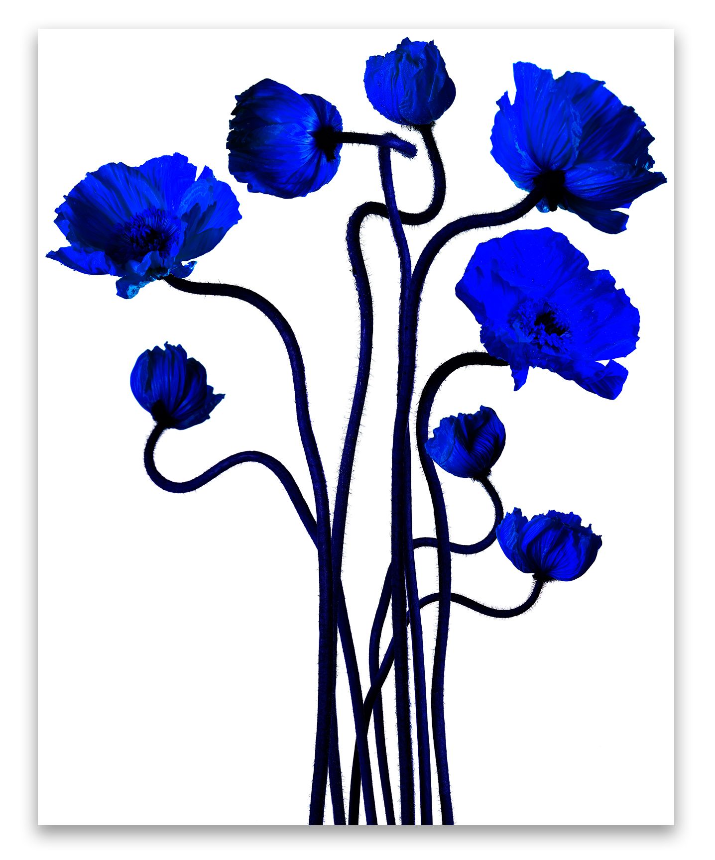 40 x 50". Edition of 7. C-print, Mounting and framing upon request.  POPPING KLEIN