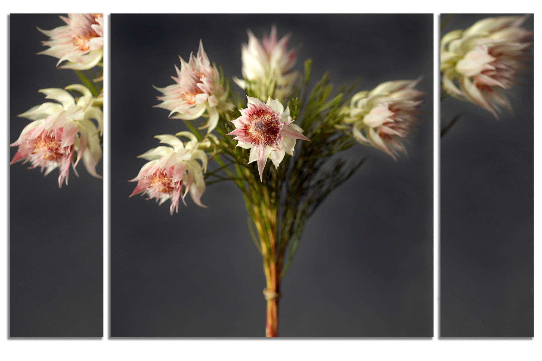 38 x 60 inches. Edition of 7. C-print, Mounting and framing upon request.  IMMORTELLES TRIPTYCH