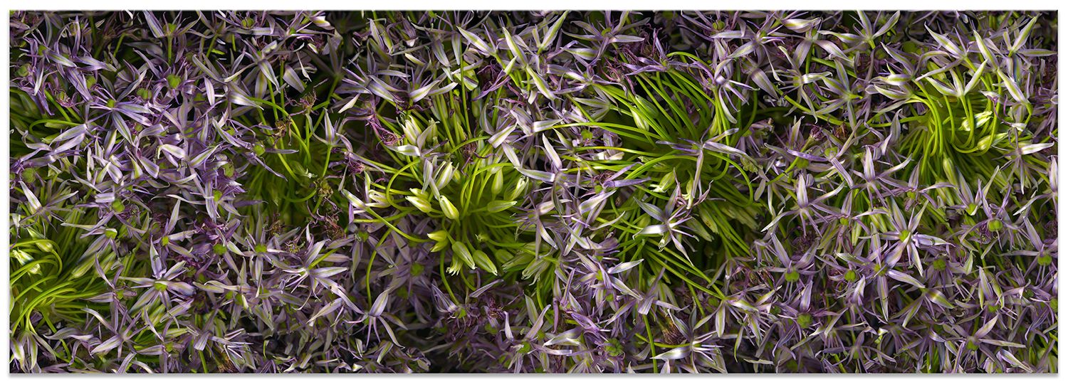 24.5 x 70 inches. Edition of 7.  Handmade Silvertone (layering of silver foil on print and lacquer on panel), braces to install. HONEY TREE