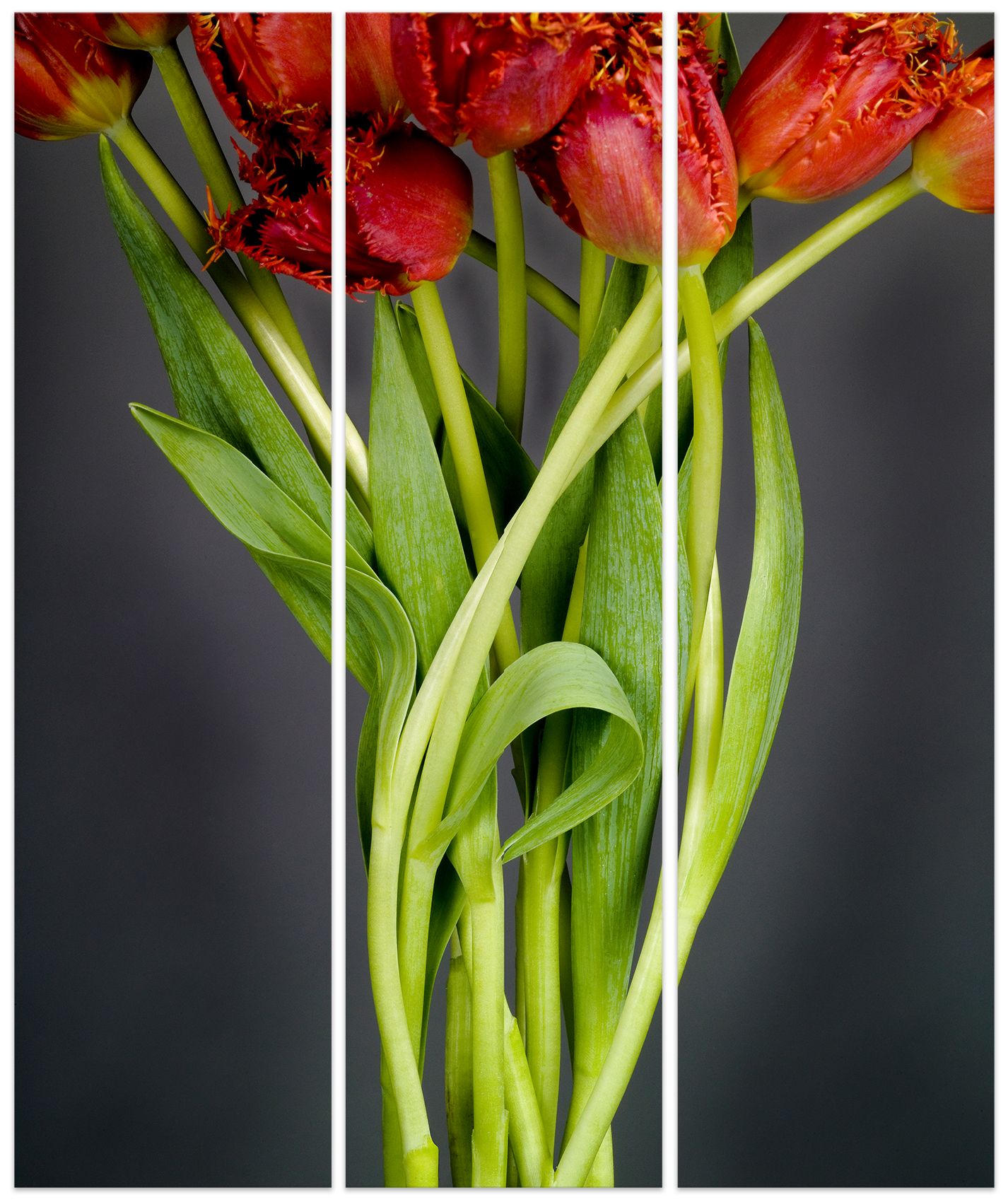 3 x (18 x 66 inches). total 59 x 66". Edition of 7. C-print, Mounting and framing upon request.  TULIP TRIPTYCH