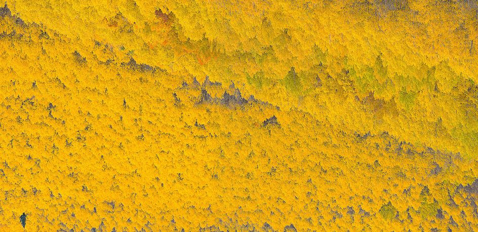 34 x 70.Edition of 7. Handmade Orotone (Gold foil on photograph).   ASPEN VISTA II