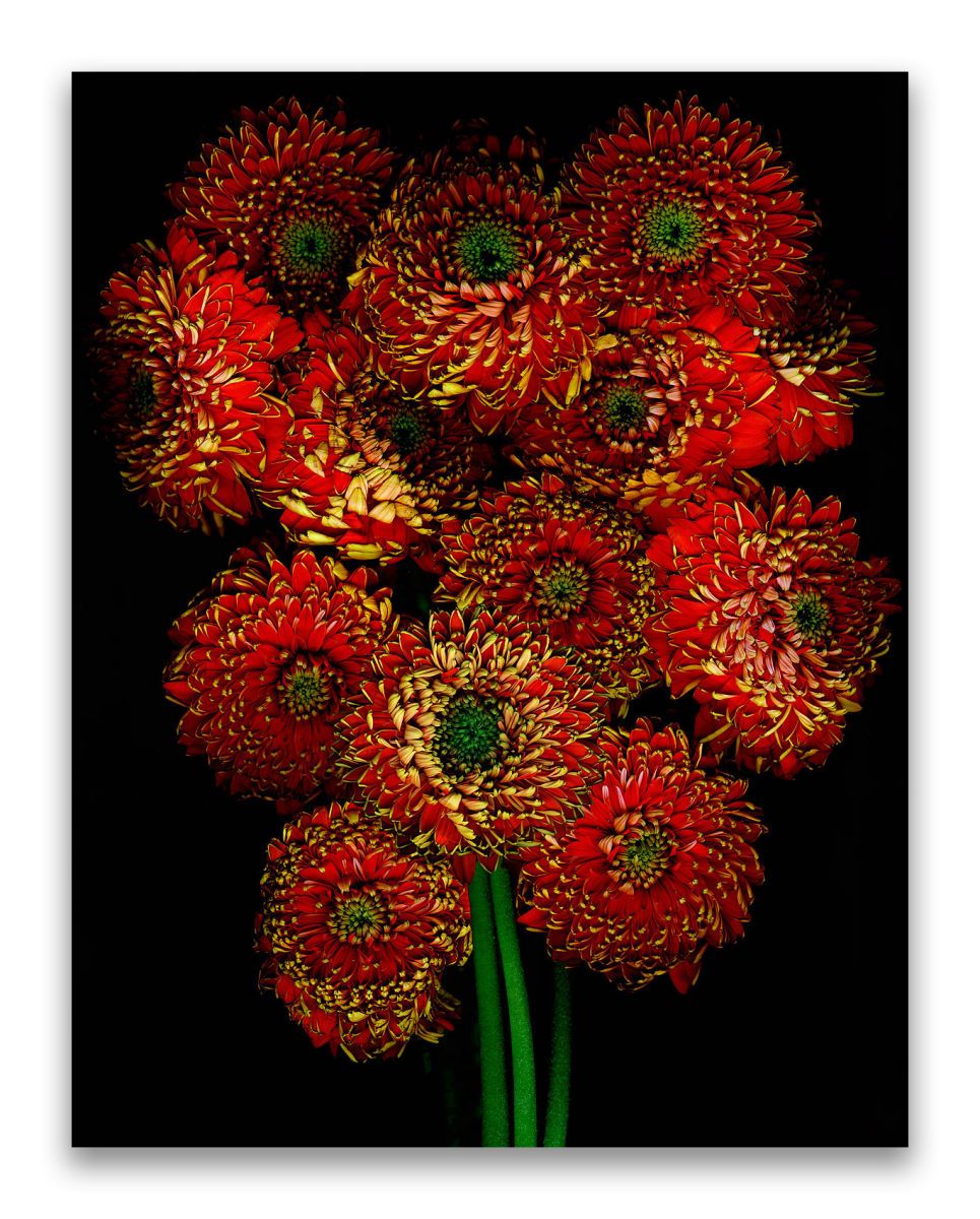 40 x 51 inches.. Edition of 7.  Handmade Silvertone (layering of silver foil on print and lacquer on panel), braces to install. STILL ALIVE RED