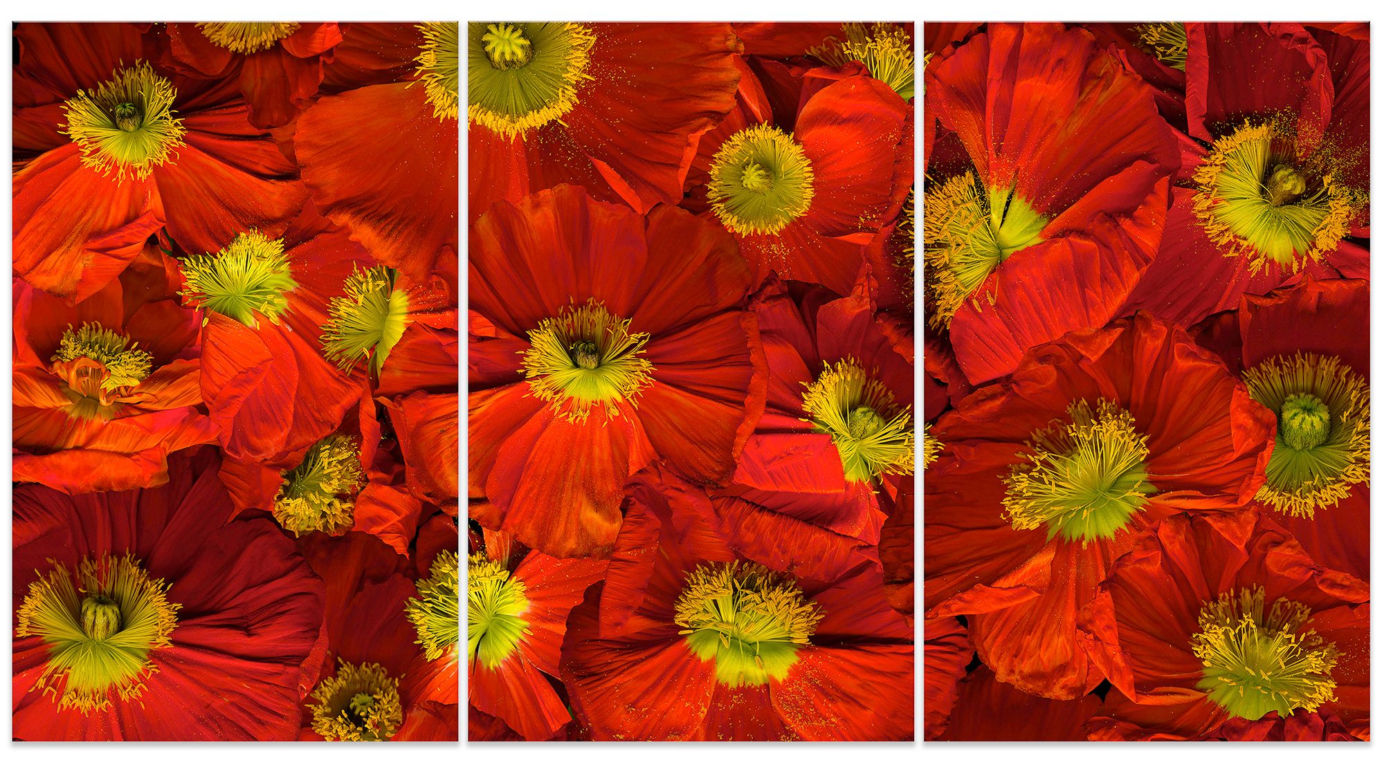 37 x 70 inches.. Edition of 7.  Handmade Silvertone (layering of silver foil on print and lacquer on panel), braces to install. POPPIES TRYPTHYC