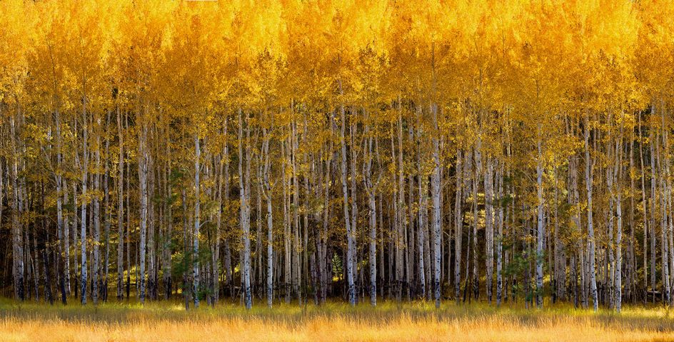 36 x 70 inches.  Edition of 7. Handmade Orotone & Silvertone (layering of gold & silver foil on print and lacquer on panel), braces to install. SOLD OUT ASPEN VISTA I