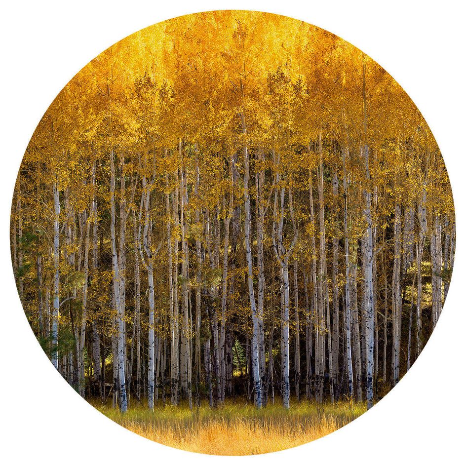 Diameter 40 inches.  Edition of 7. Handmade Orotone & Silvertone (layering of gold & silver foil on print and lacquer on panel), braces to install. ASPEN VISTA I RONDE