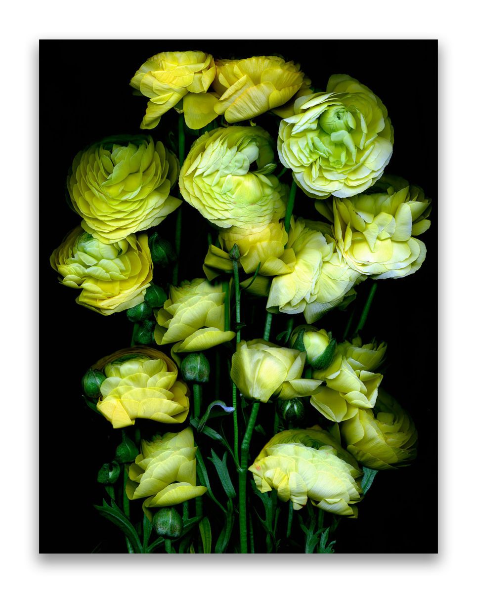 40 x 51 inches.. Edition of 7.  Handmade Silvertone (layering of silver foil on print and lacquer on panel), braces to install. STILL ALIVE YELLOW