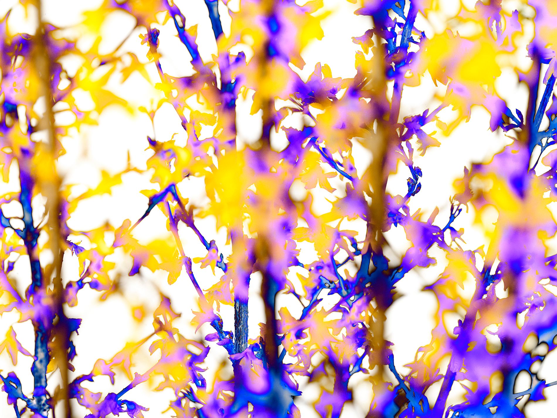 40 x 53". Edition of 7. C-print, Mounting and framing upon request.  FLOPURPLE