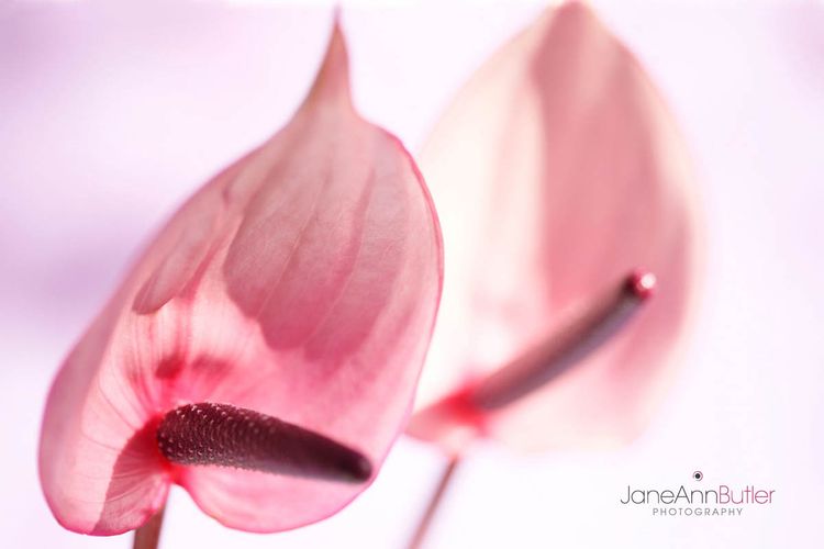 Pink Anthurium Charm-Flamingo Flower--JABP1402.jpg