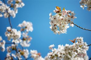 Spring-Blossom--JABP1282.jpg