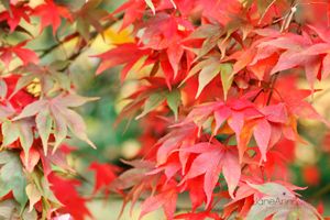 Autumn-Maple-Leaves--JABP1291.jpg