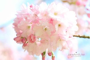 Japanese-Cherry-Yedo-Sakura--JABP465.jpg