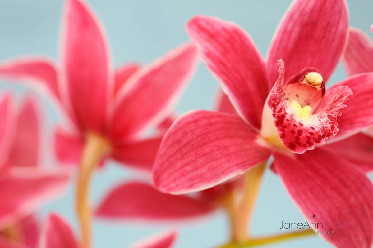 Red-Cymbidium-Spirit--JABP1177.jpg